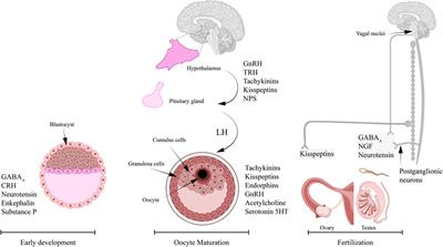 Neurotransmitters, neuropeptides and calcium in oocyte maturation and early development